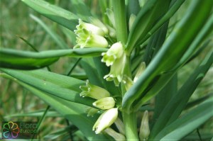 Polygonatum verticillatum (1)